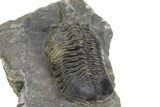 Bargain, Morocconites Trilobite Fossil - Ofaten, Morocco #312770-5